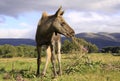 European Elk calf standing eating Royalty Free Stock Photo