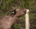 European Elk enjoying licking a salt block Royalty Free Stock Photo