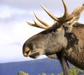 European Elk male head close up Royalty Free Stock Photo