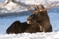 European elk Royalty Free Stock Photo