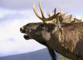 European Elk roaring Royalty Free Stock Photo