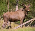 European Elk in woods Royalty Free Stock Photo