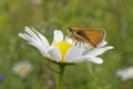 European Essex Skipper