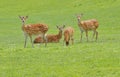 European Fallow Deer