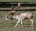 European Fallow Deer Buck with Doe