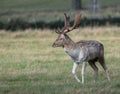 European Fallow Deer Buck