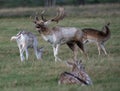 European Fallow Deer Buck Bellowing