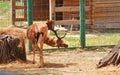 European Fallow Deer Cervus Dama Dama