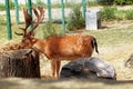 European Fallow Deer Cervus Dama Dama