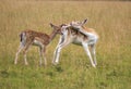 European Fallow Deer Dama dama in a country park Royalty Free Stock Photo