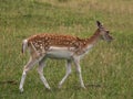 European Fallow Deer Dama dama in a country park Royalty Free Stock Photo