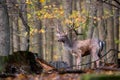 European Fallow Deer- Dama dama, large beautiful iconic animal Royalty Free Stock Photo