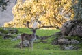 European Fallow Deer - Dama dama, large beautiful iconic animal Royalty Free Stock Photo