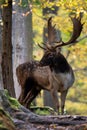 European Fallow Deer- Dama dama, large beautiful iconic animal Royalty Free Stock Photo