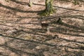 European fallow deer - Dama dama grazes in a deciduous forest. Wild photo Royalty Free Stock Photo