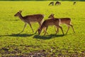 The European fallow deer (Dama dama), fallow deer grazing in a green meadow on a sunny day Royalty Free Stock Photo