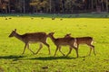 The European fallow deer (Dama dama), fallow deer grazing at The Wildpark Poing which is a wildlife park Royalty Free Stock Photo