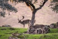 European Fallow Deer - Dama dama, large beautiful iconic animal Royalty Free Stock Photo