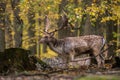 European Fallow Deer- Dama dama, large beautiful iconic animal Royalty Free Stock Photo