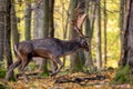 European Fallow Deer - Dama dama, large beautiful iconic animal Royalty Free Stock Photo