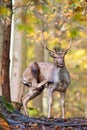 European Fallow Deer - Dama dama, large beautiful iconic animal Royalty Free Stock Photo