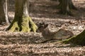 European fallow deer - Dama dama - young fallow deer lying on a leaf in a deciduous forest with beautiful bokeh Royalty Free Stock Photo