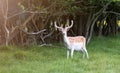 European Fallow Deer