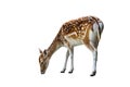 European fallow deer female isolated on white background Royalty Free Stock Photo