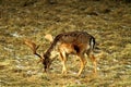 European fallow deer lat. Dama dama feeding in a forest glade and observing the environment during the breeding season, in mid-a