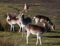 European fallow deer, male and female Royalty Free Stock Photo