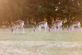 European Fallow Deer