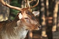European fallow deer with sickness around eye showing bald furless patch Royalty Free Stock Photo