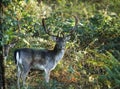 European fallow deer standing among green lush plants in the woods on a sunny day