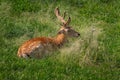 European Fallow Deer with Velvet Antlers