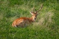 European Fallow Deer with Velvet Antlers