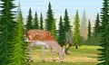 European fallow deer walks in a clearing between tall spruces. Deer Dama dama. Wild animals of Europe, America and Scandinavia Royalty Free Stock Photo