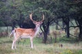 European fallow deer (Dama dama) with impressive antlers in a lush grassy meadow