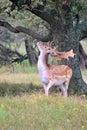 European fallow deer (Dama dama) with impressive antlers in a lush grassy meadow