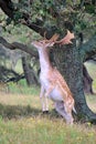 European fallow deer & x28;Dama dama& x29; with impressive antlers in a lush grassy meadow