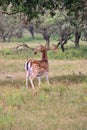 European fallow deer (Dama dama) with impressive antlers in a lush grassy meadow