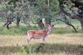 European fallow deer (Dama dama) with impressive antlers in a lush grassy meadow