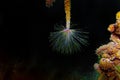 Mediterranean fanworm - Sabella spallanzanii