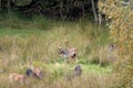 European Fellow Deer, Dama dama in a woodland setting