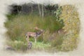 European Fellow Deer, Dama dama digital watercolour painting in a woodland setting