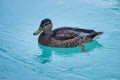 European female duck swims