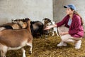 european female farm worker feeding goats Royalty Free Stock Photo