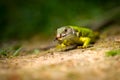 European female green lizard Lacerta viridis feeding on an insect Royalty Free Stock Photo