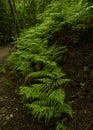 European fern ferns forest