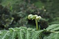 European fern is a kind of fern belonging to the Dennstaedtiaceae Royalty Free Stock Photo