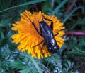 European field cricket (Gryllus campestris) - black cricket on the flowers of a steppe plant Royalty Free Stock Photo